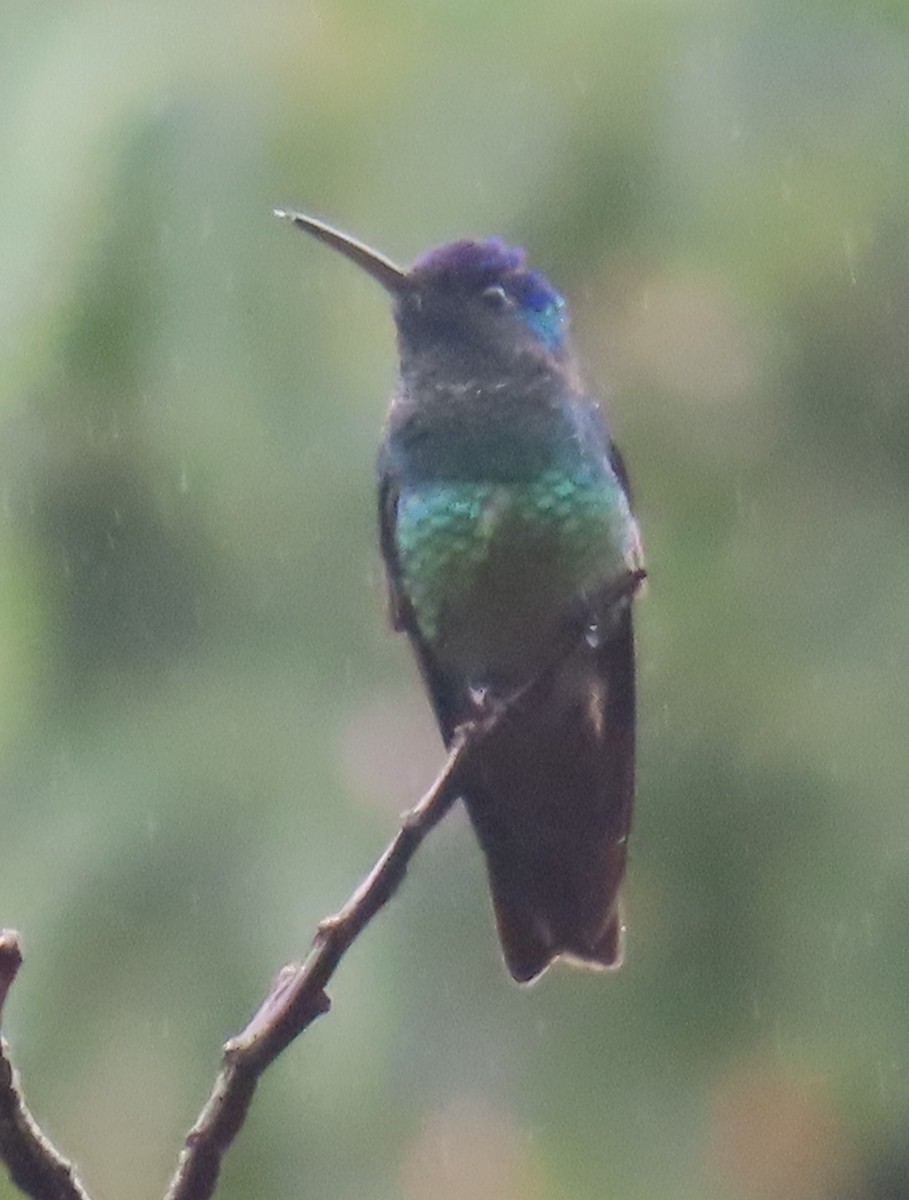 Altın Kuyruklu Zümrüt - ML644523024