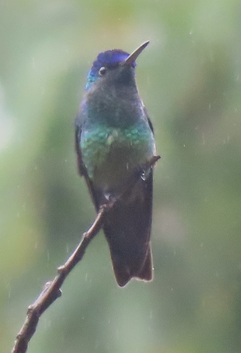 Altın Kuyruklu Zümrüt - ML644523025