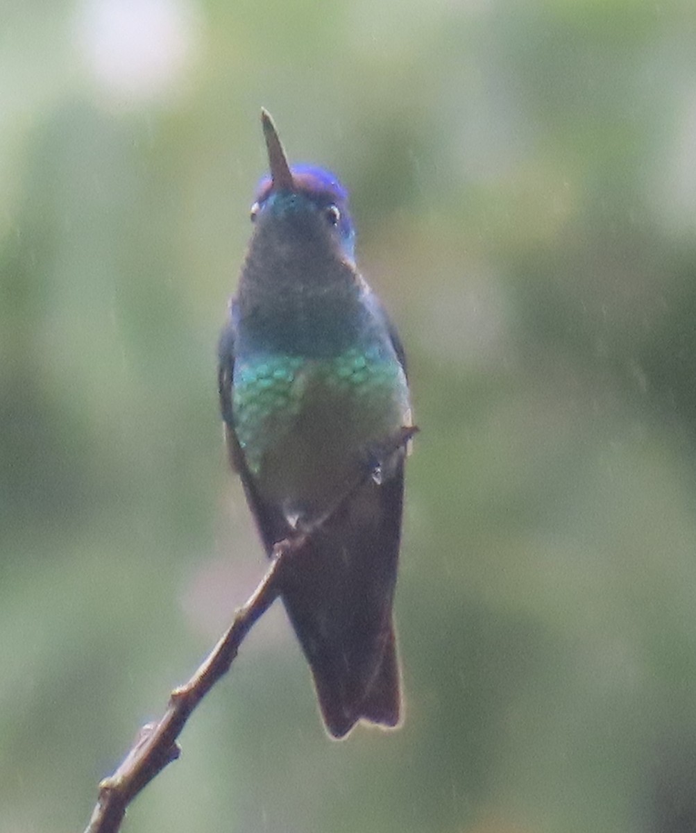 Altın Kuyruklu Zümrüt - ML644523026