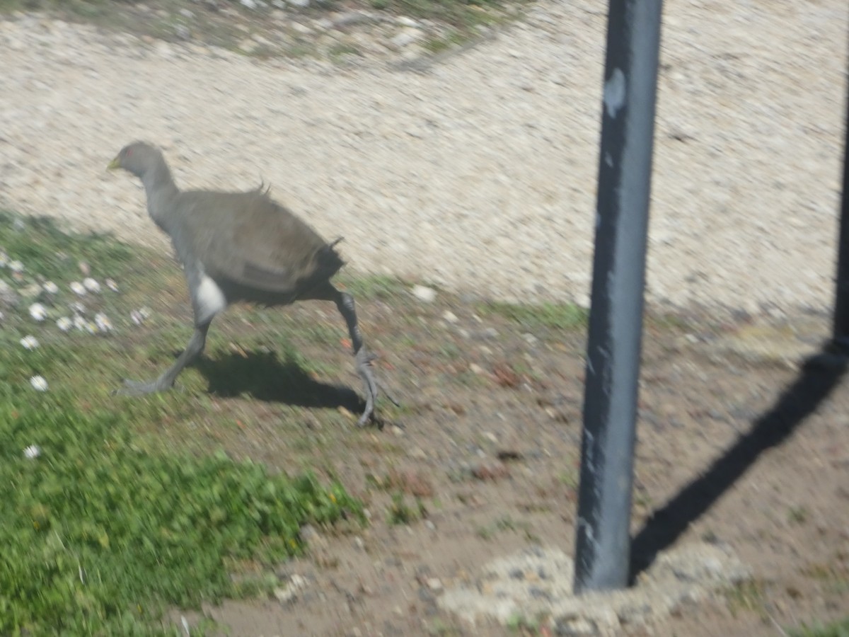 Tasmanian Nativehen - ML644523031