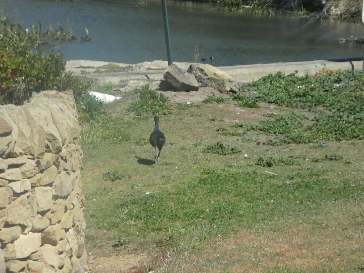 Tasmanian Nativehen - ML644523032