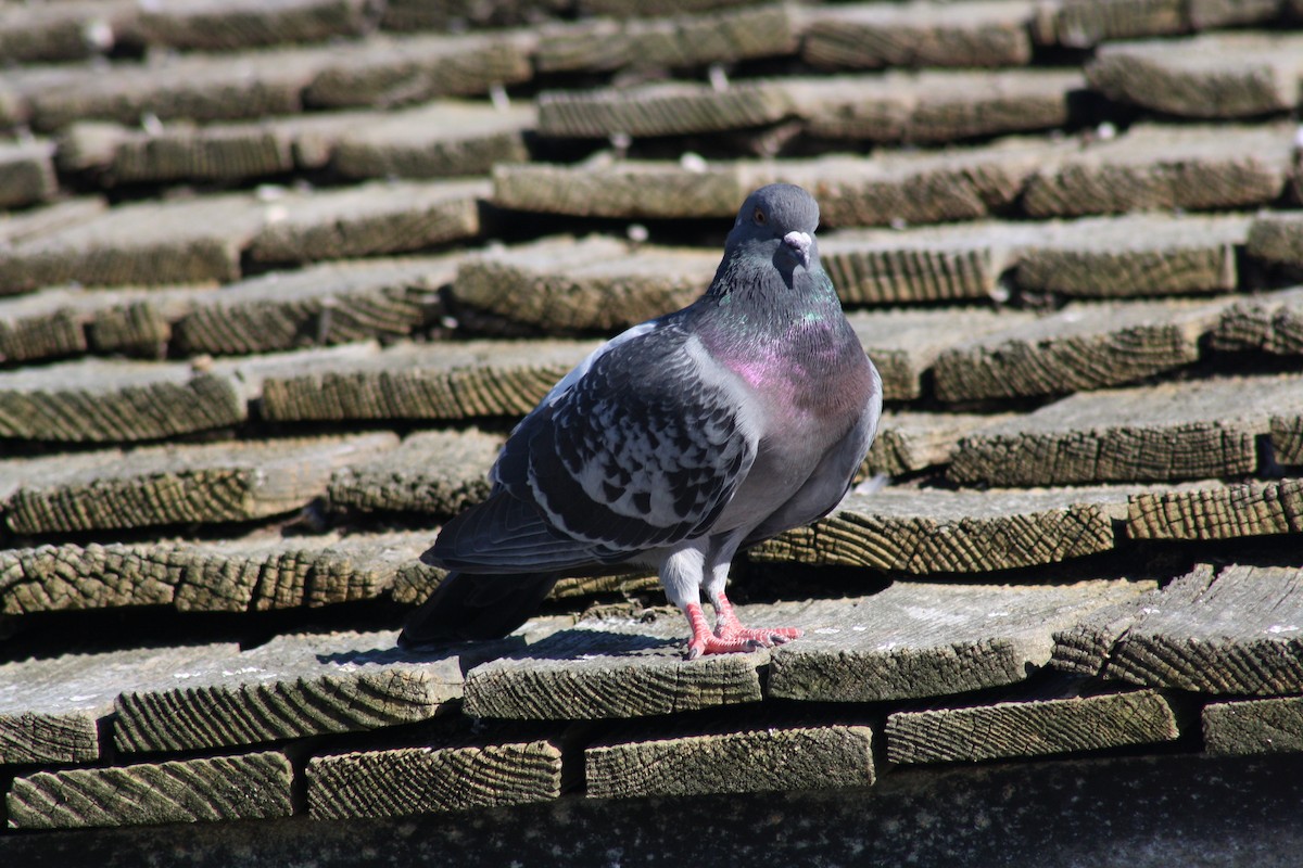 יונת בית - ML644523037