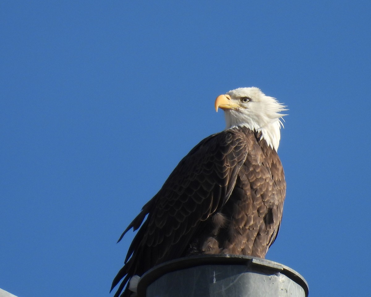 Белоголовый орлан - ML644523043