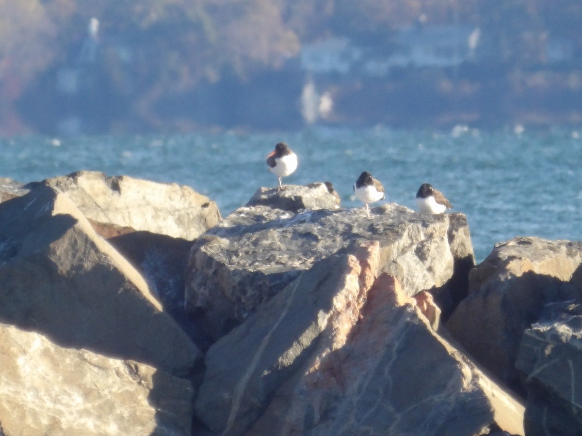 Кулик-сорока американський - ML644523045