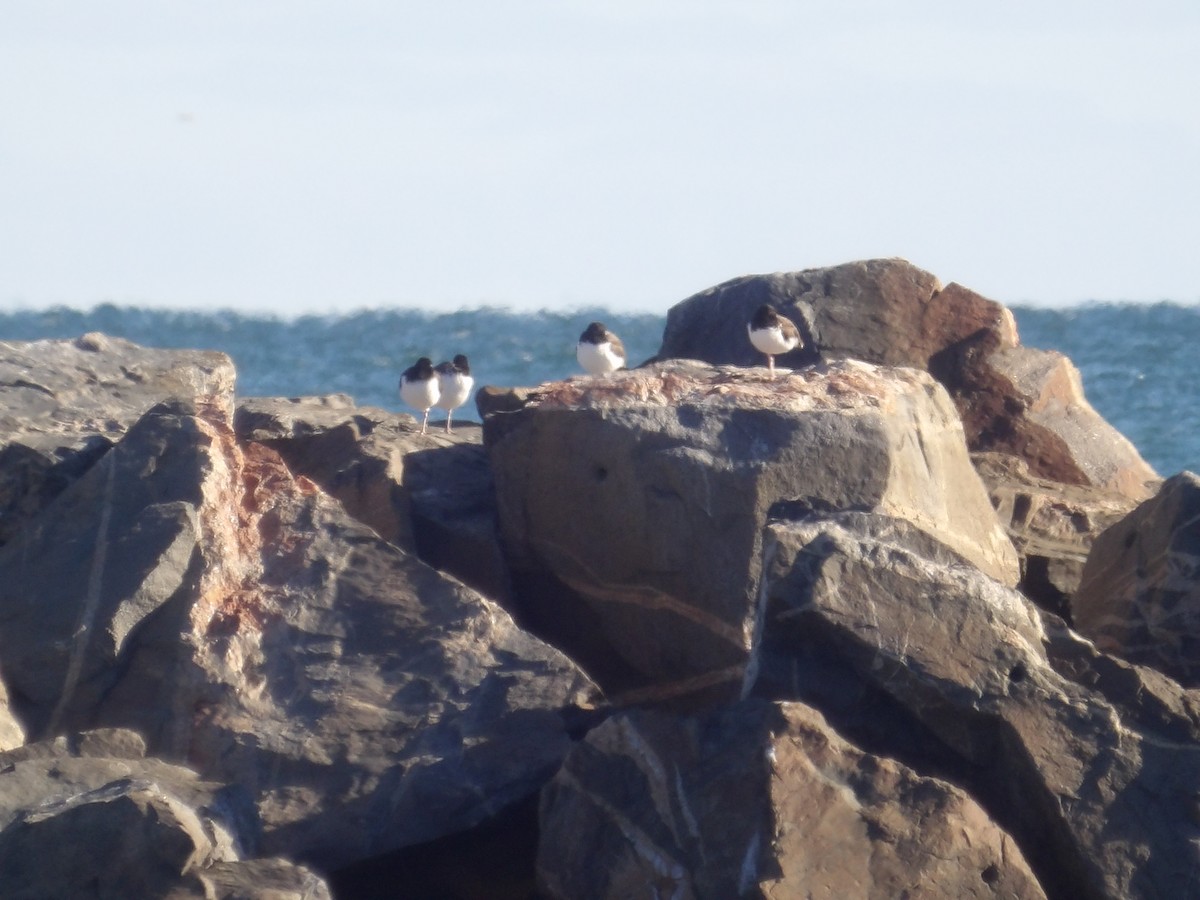 Кулик-сорока американський - ML644523046