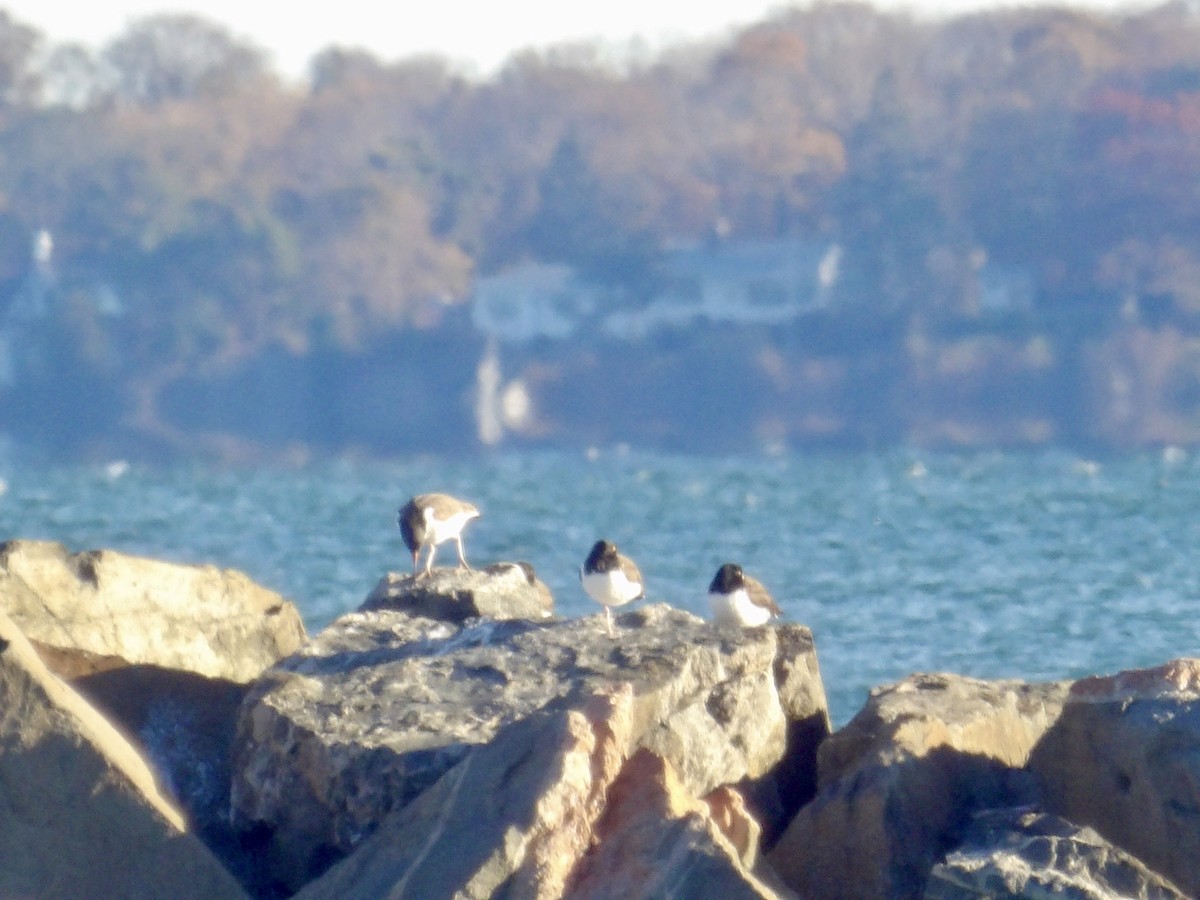 Кулик-сорока американський - ML644523047