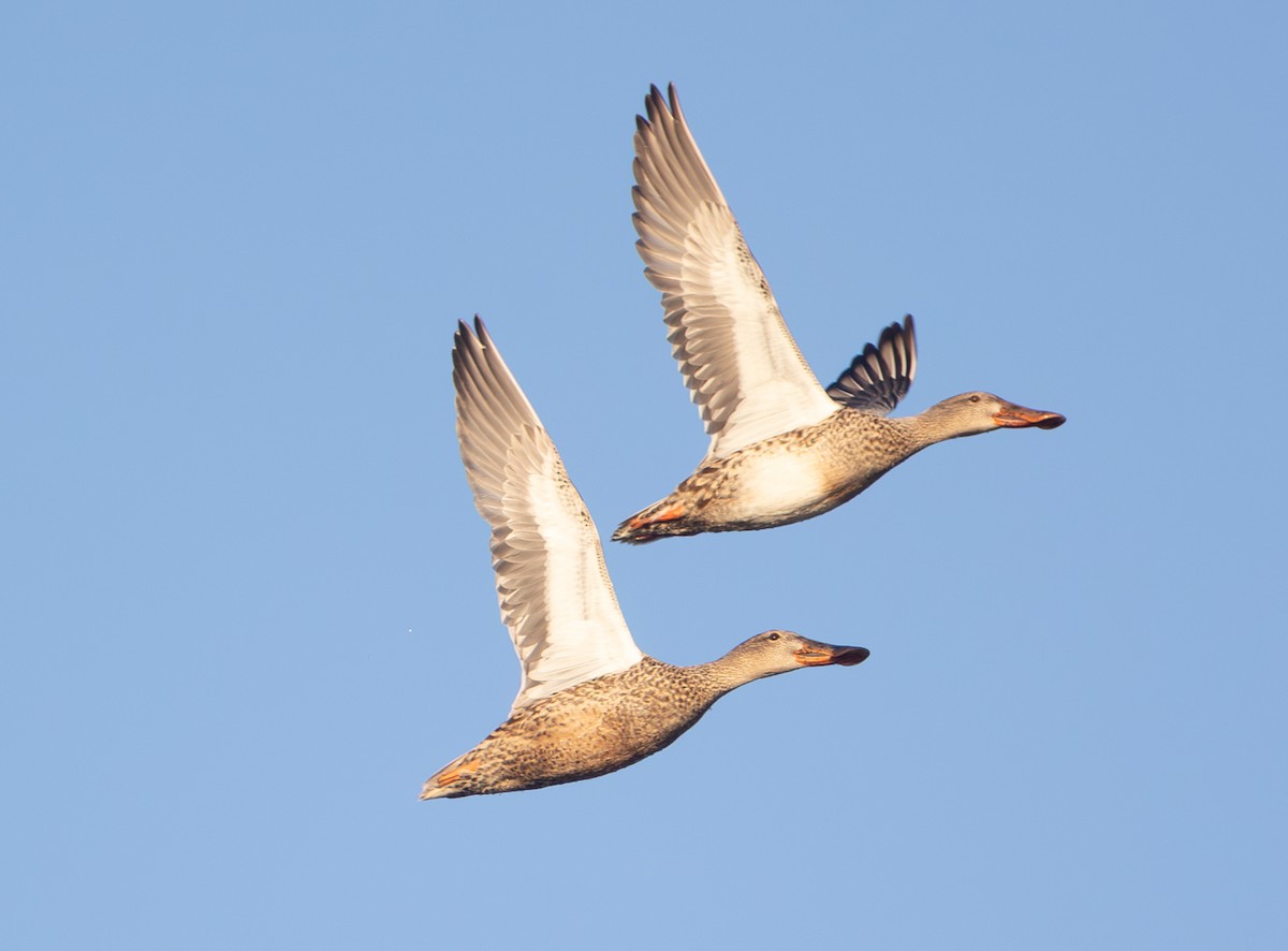 Northern Shoveler - ML644523052