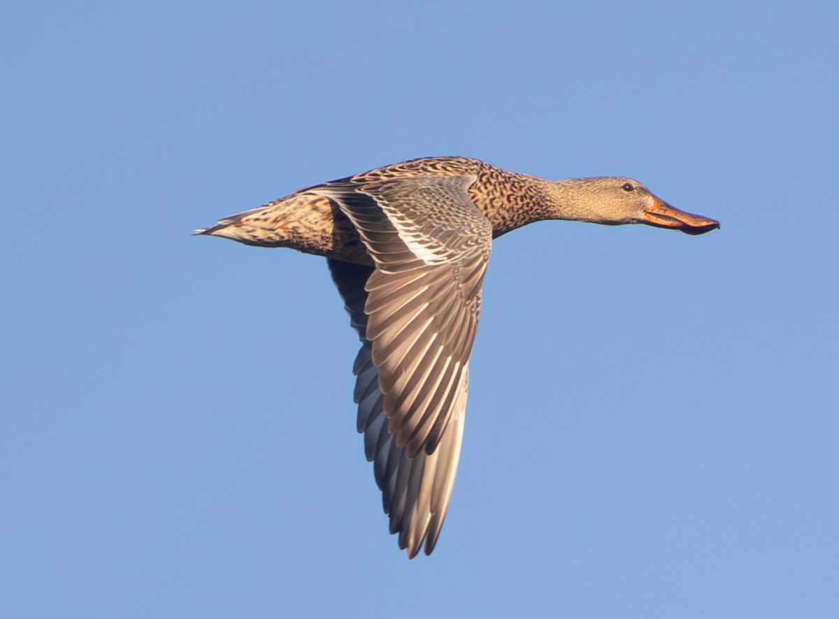 Northern Shoveler - ML644523054