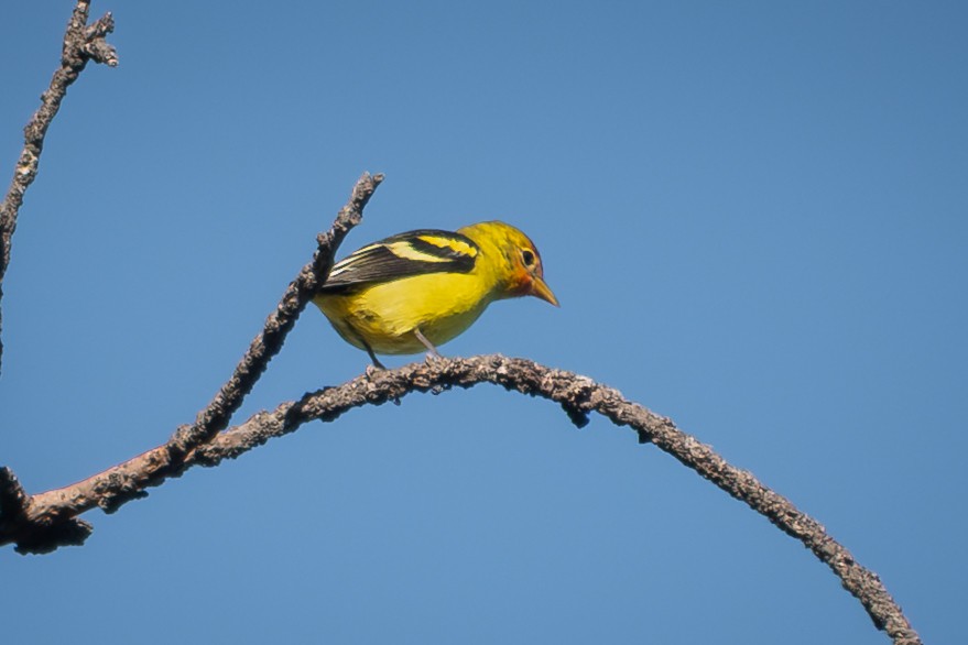 vestpiranga - ML644523056