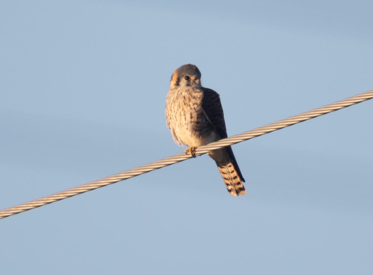 American Kestrel - ML644523072