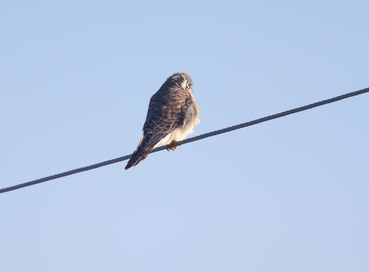 American Kestrel - ML644523073