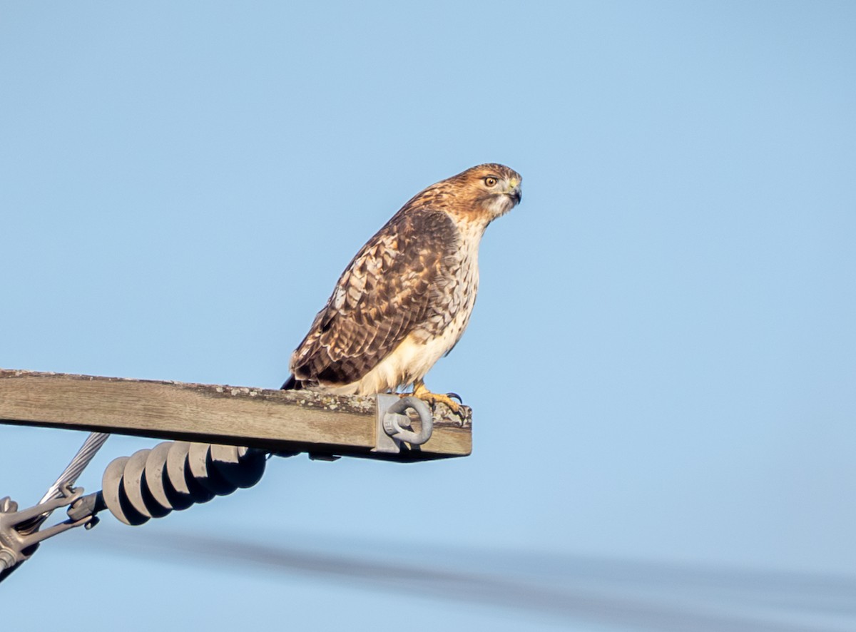 Red-tailed Hawk - ML644523074