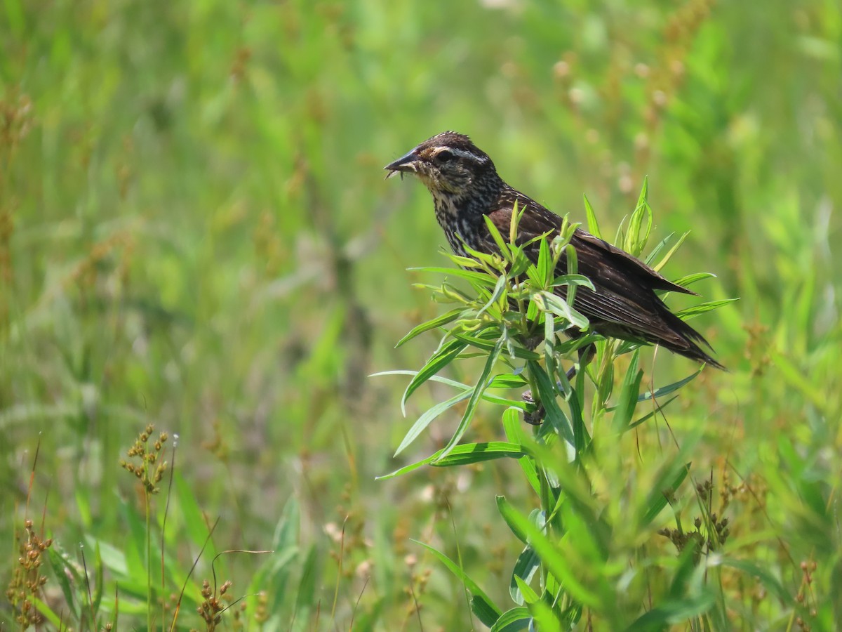 Red-winged Blackbird - ML644523075
