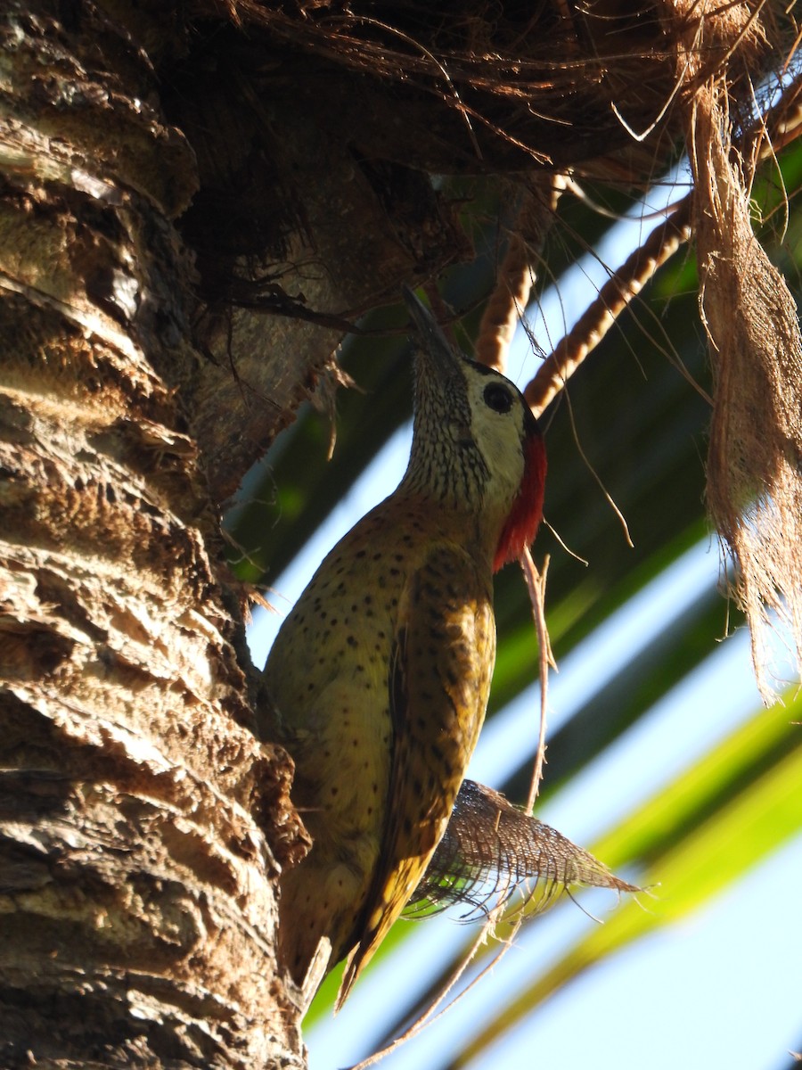 Spot-breasted Woodpecker - ML644523076