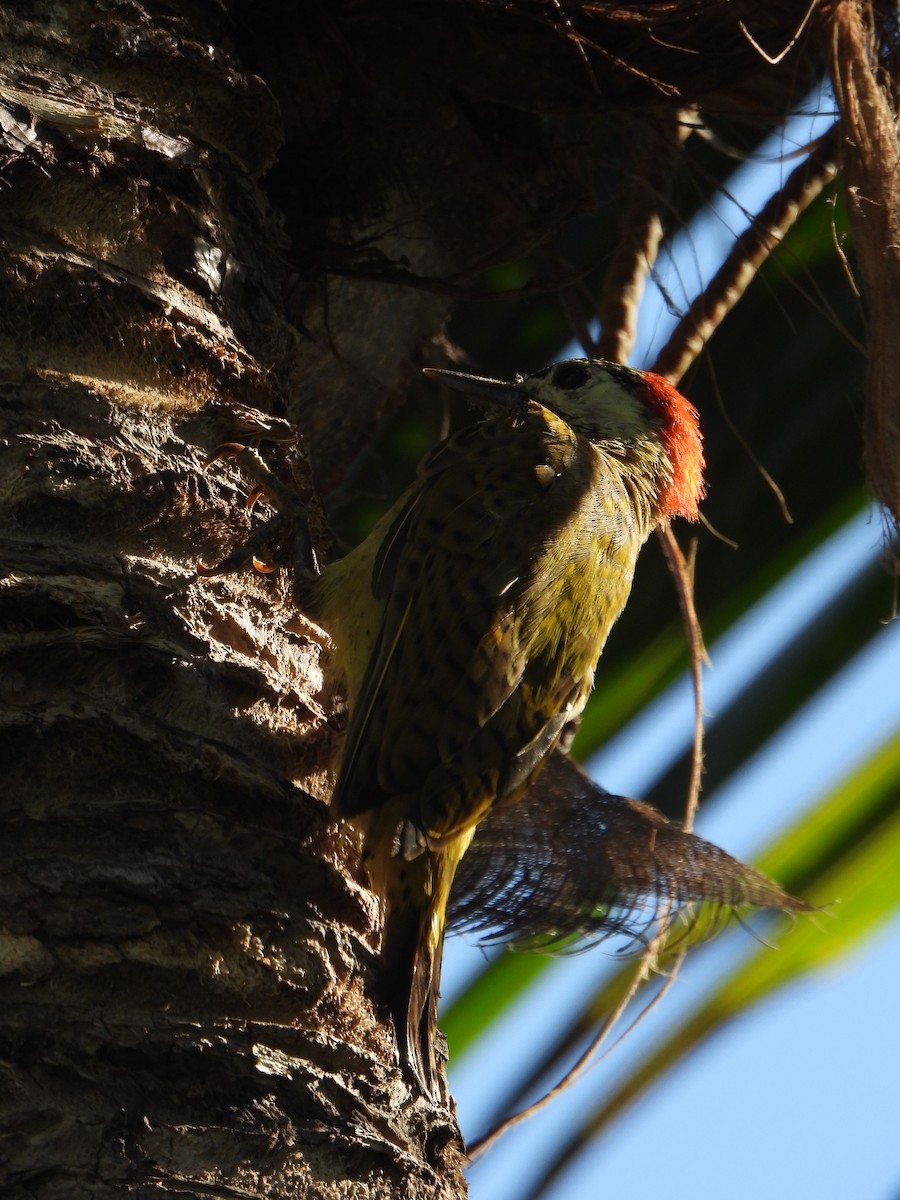 Spot-breasted Woodpecker - ML644523077