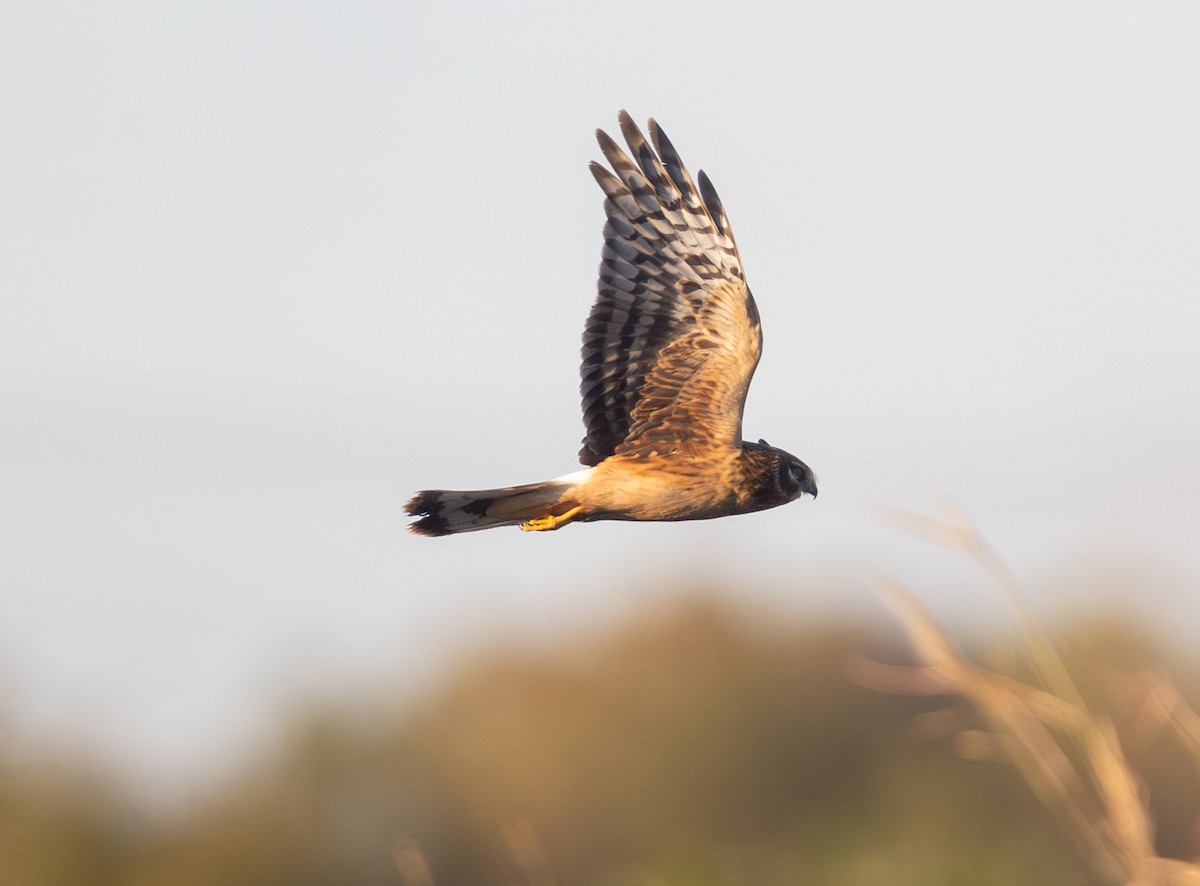 Northern Harrier - ML644523083