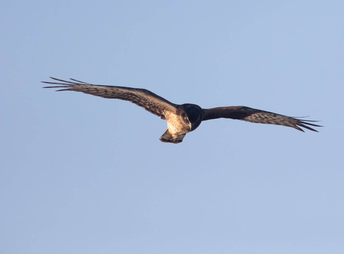 Northern Harrier - ML644523084