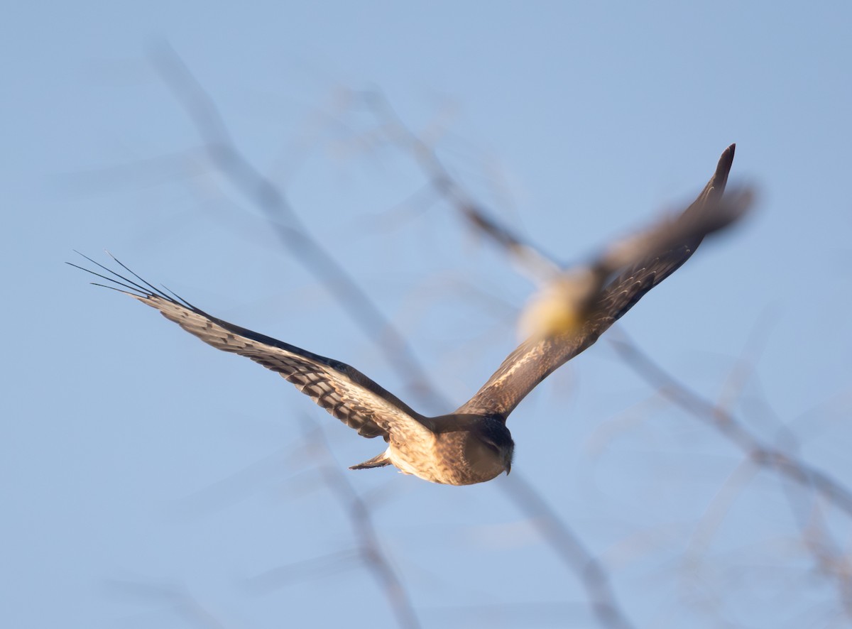 Northern Harrier - ML644523085