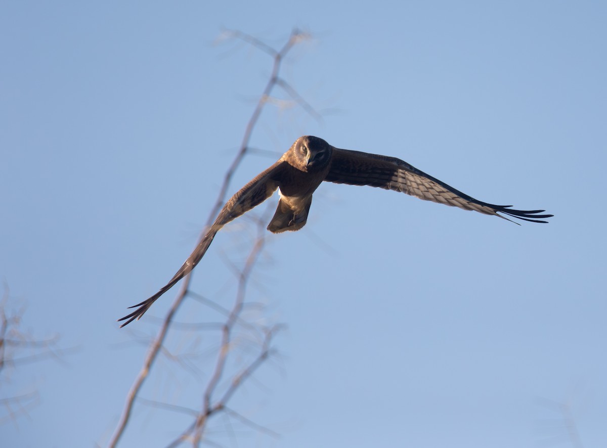Northern Harrier - ML644523086