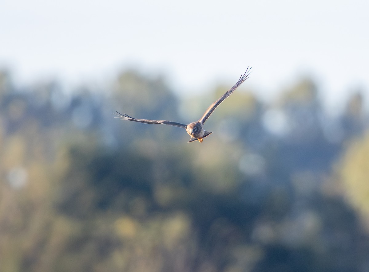 Northern Harrier - ML644523087