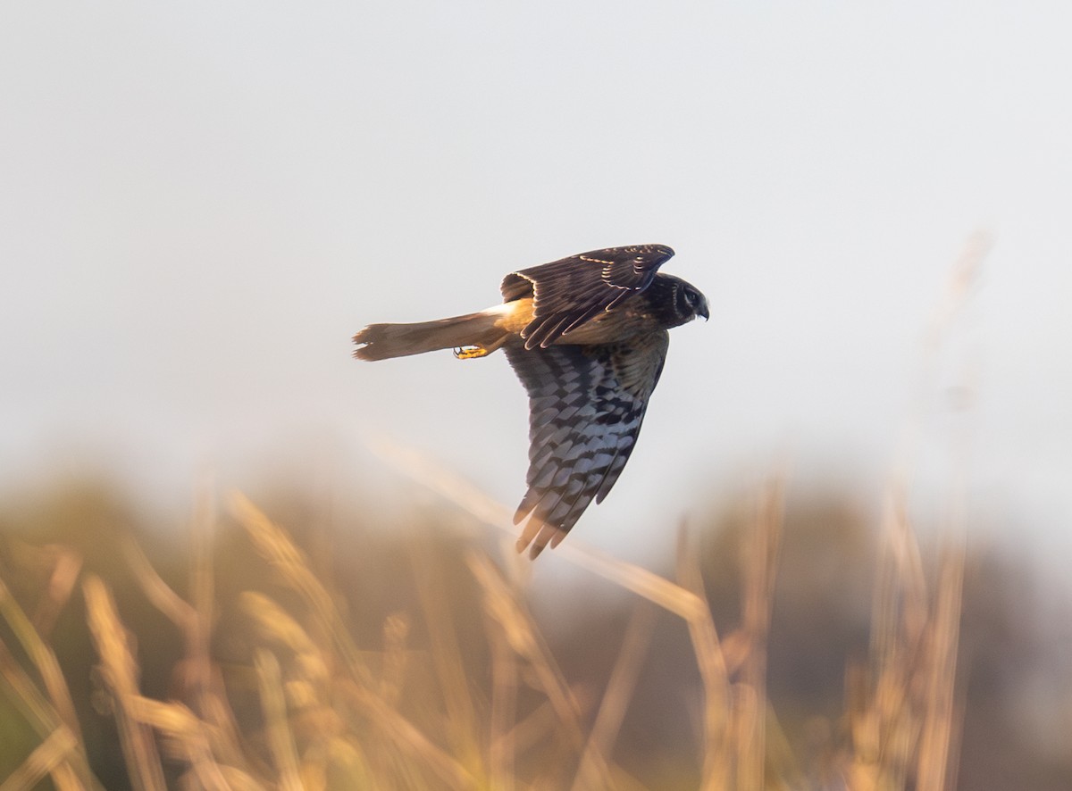 Northern Harrier - ML644523088