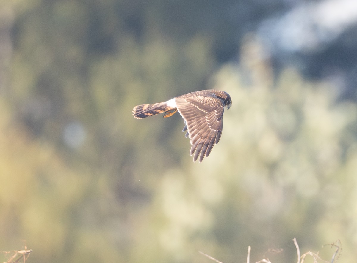 Northern Harrier - ML644523089