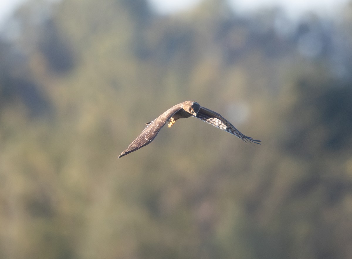 Northern Harrier - ML644523090