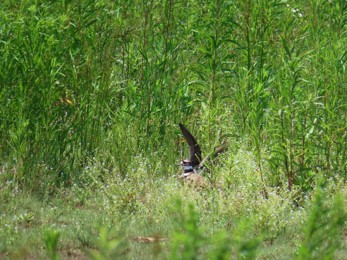 Killdeer - ML644523094