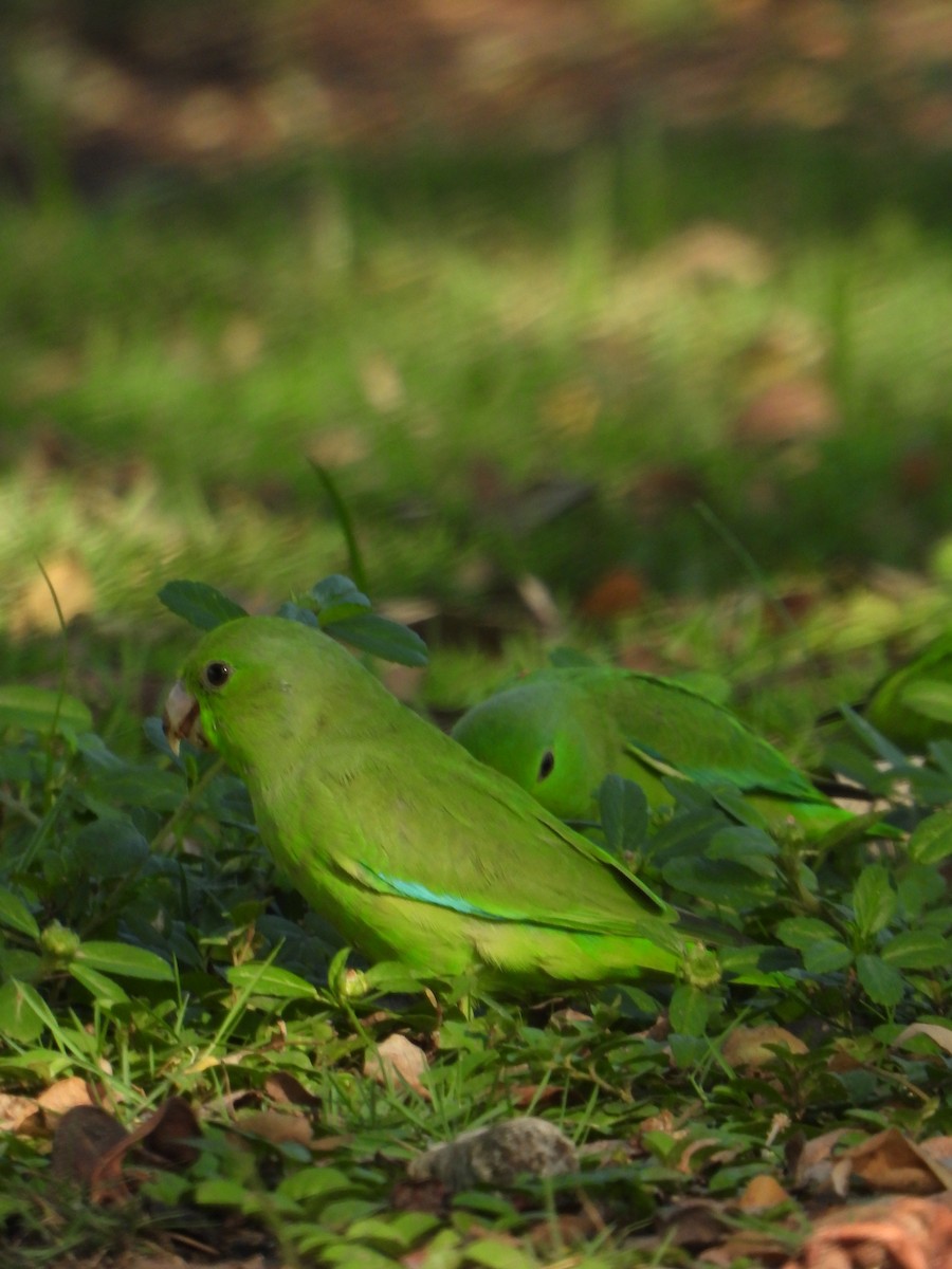 Cotorrita Aliturquesa - ML644523097