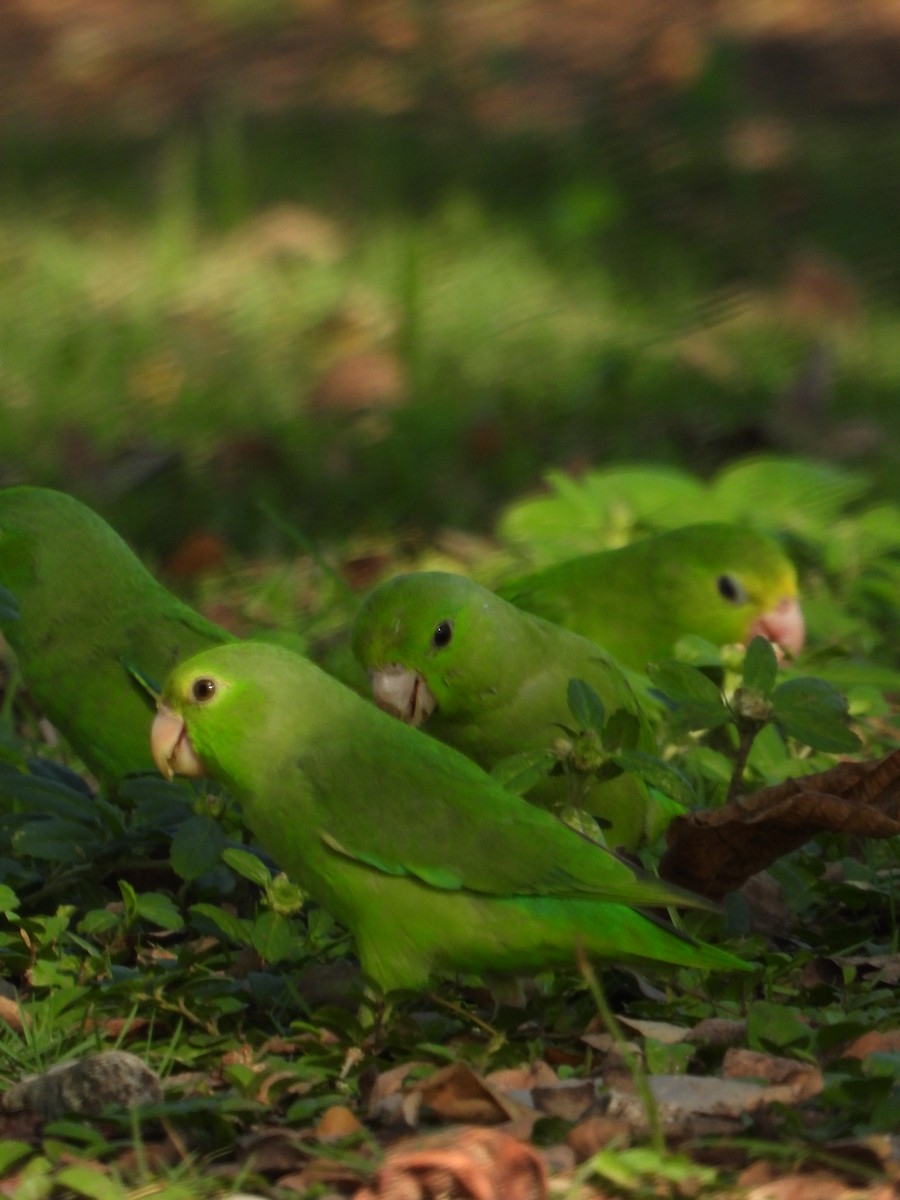 Cotorrita Aliturquesa - ML644523098