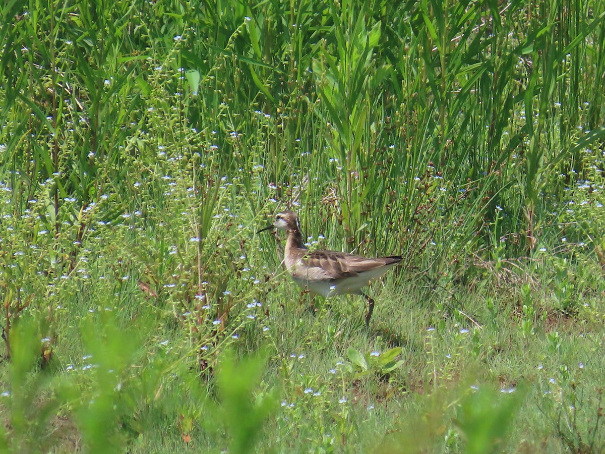 Wilson's Phalarope - ML644523101