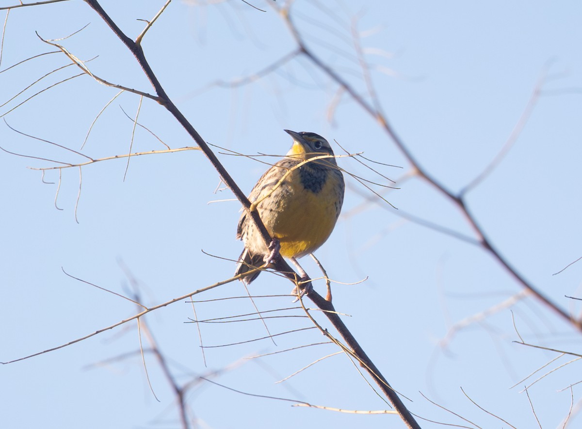 Eastern Meadowlark - ML644523102
