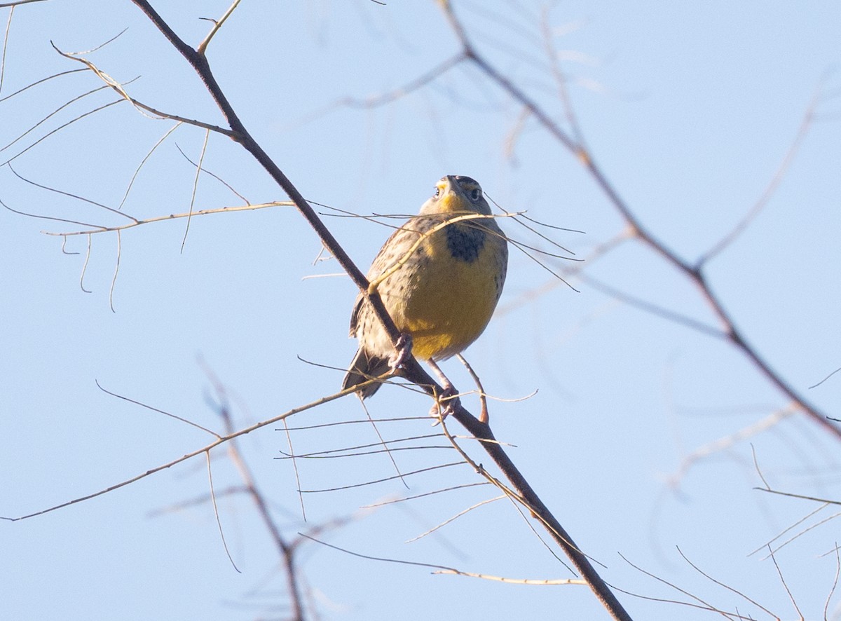 Eastern Meadowlark - ML644523103