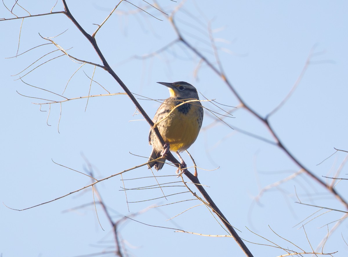 Eastern Meadowlark - ML644523104