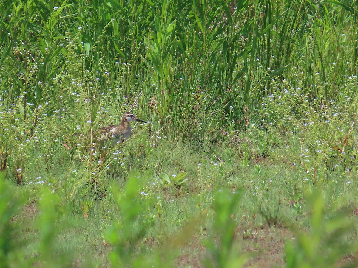 Wilson's Phalarope - ML644523110