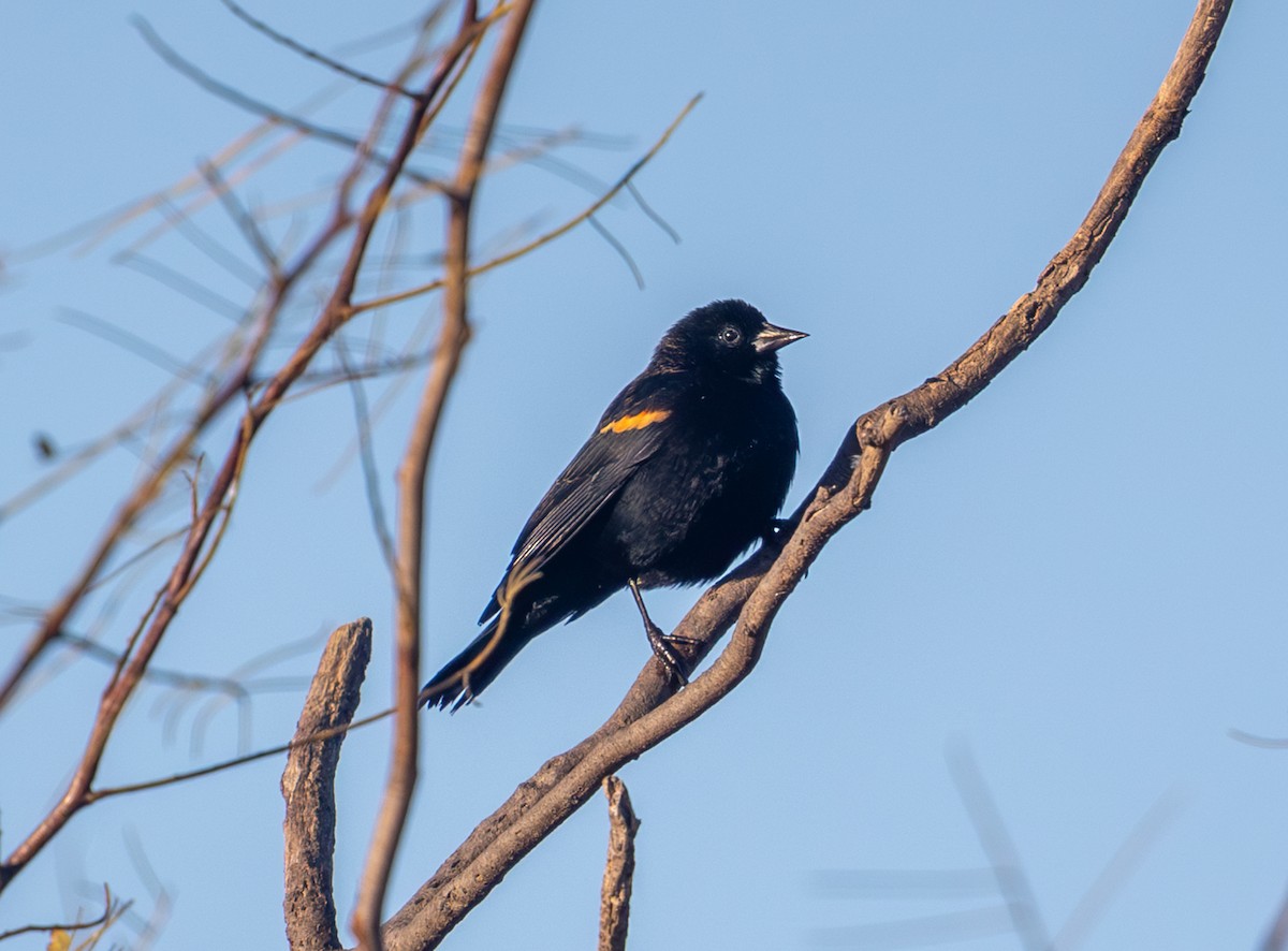 Red-winged Blackbird - ML644523117