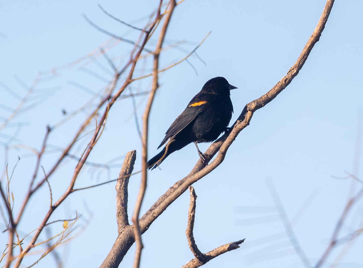 Red-winged Blackbird - ML644523118