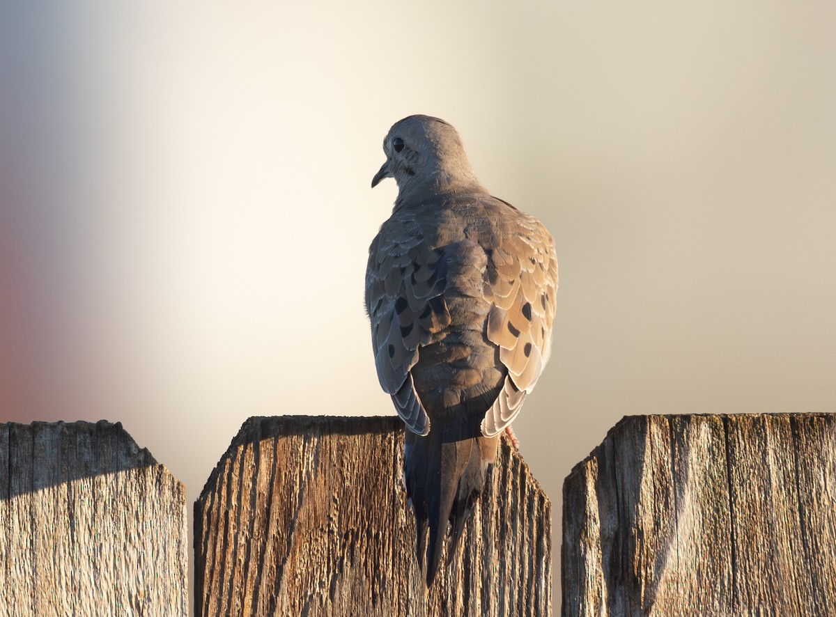 Mourning Dove - ML644523123