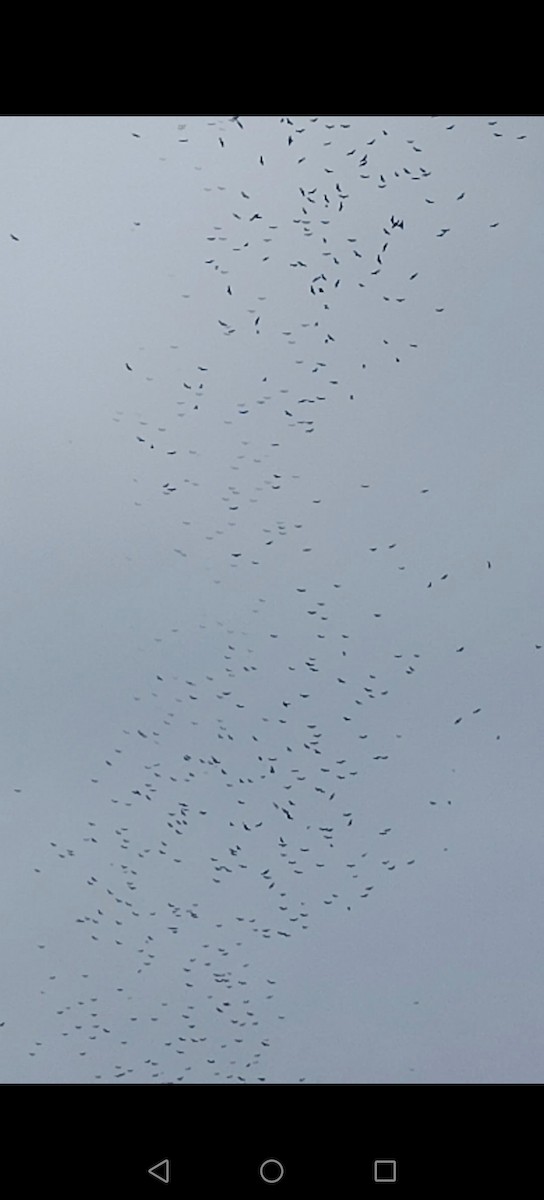 Turkey Vulture - ML644523124