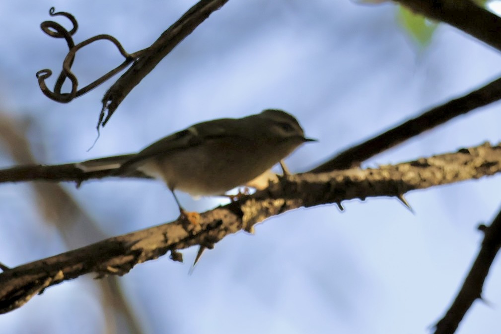 Golden-crowned Kinglet - ML644523125