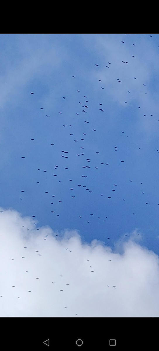 Turkey Vulture - ML644523126