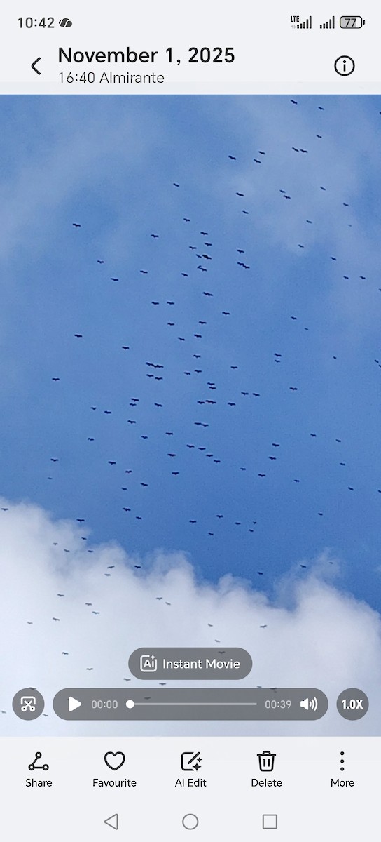 Turkey Vulture - ML644523127