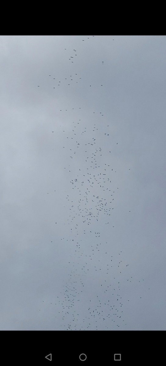 Turkey Vulture - ML644523128