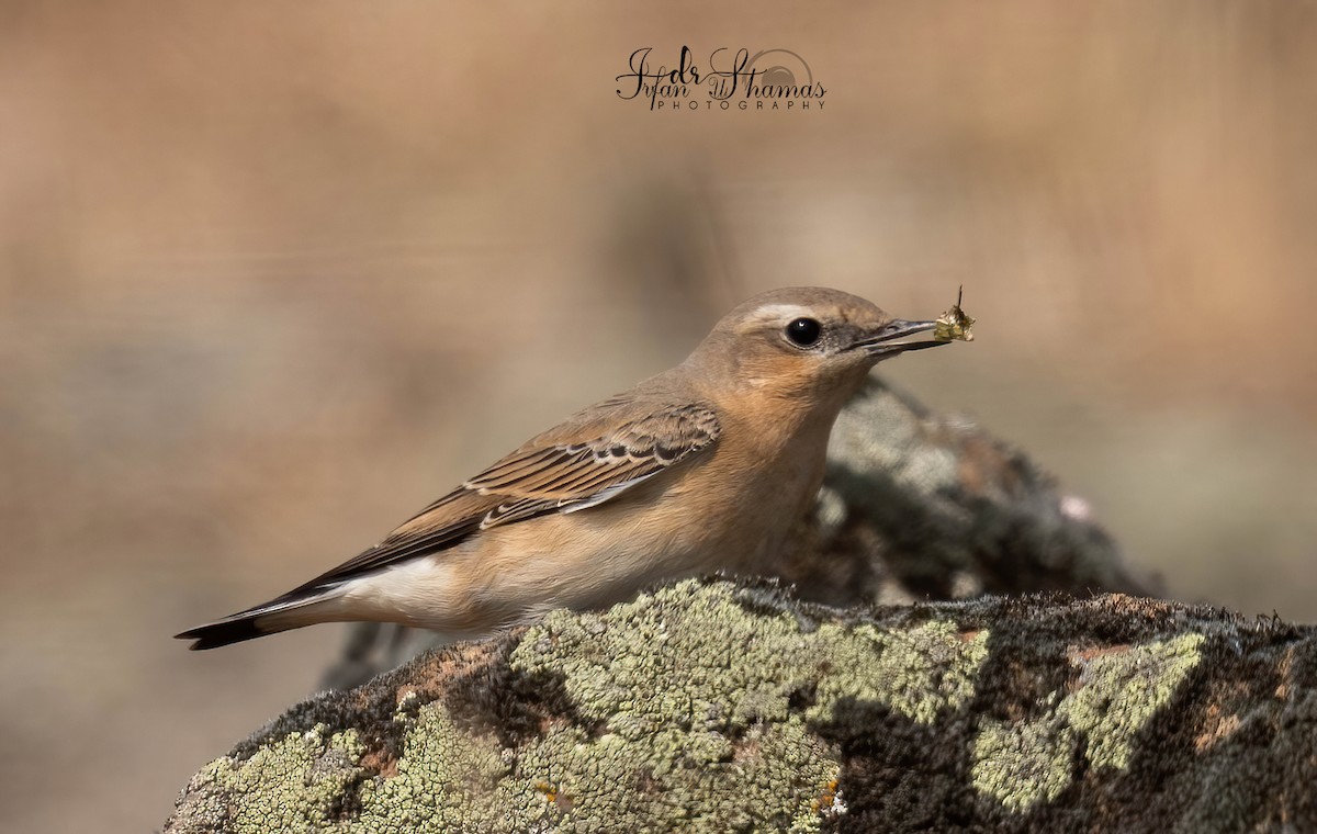 Northern Wheatear - ML644523131
