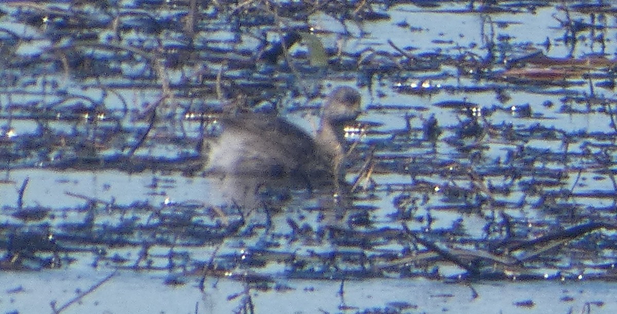 Grèbe argenté - ML644523145