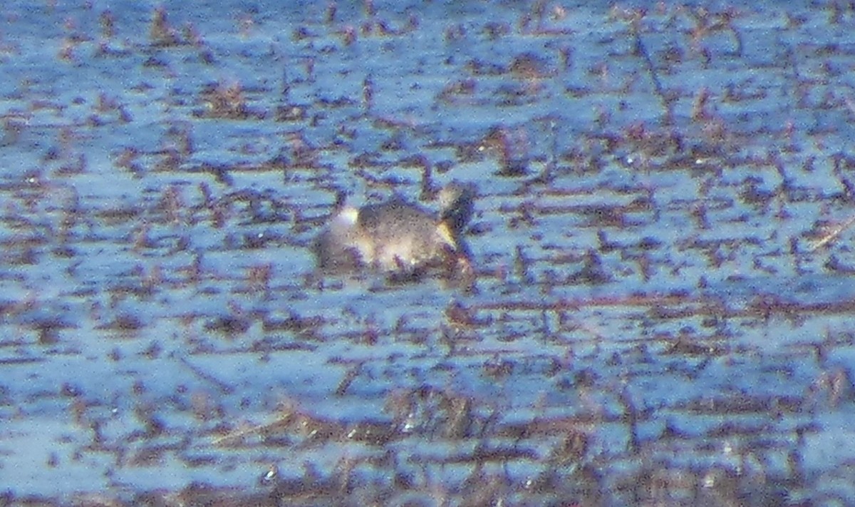 Grèbe argenté - ML644523146