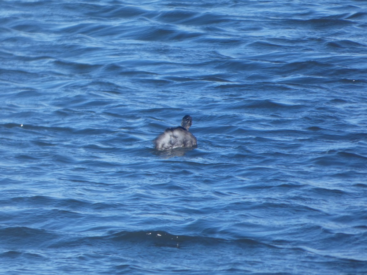 Grèbe argenté - ML644523147