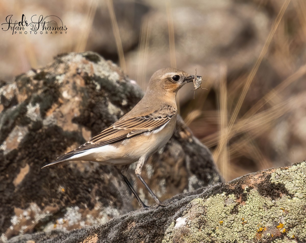 Northern Wheatear - ML644523151