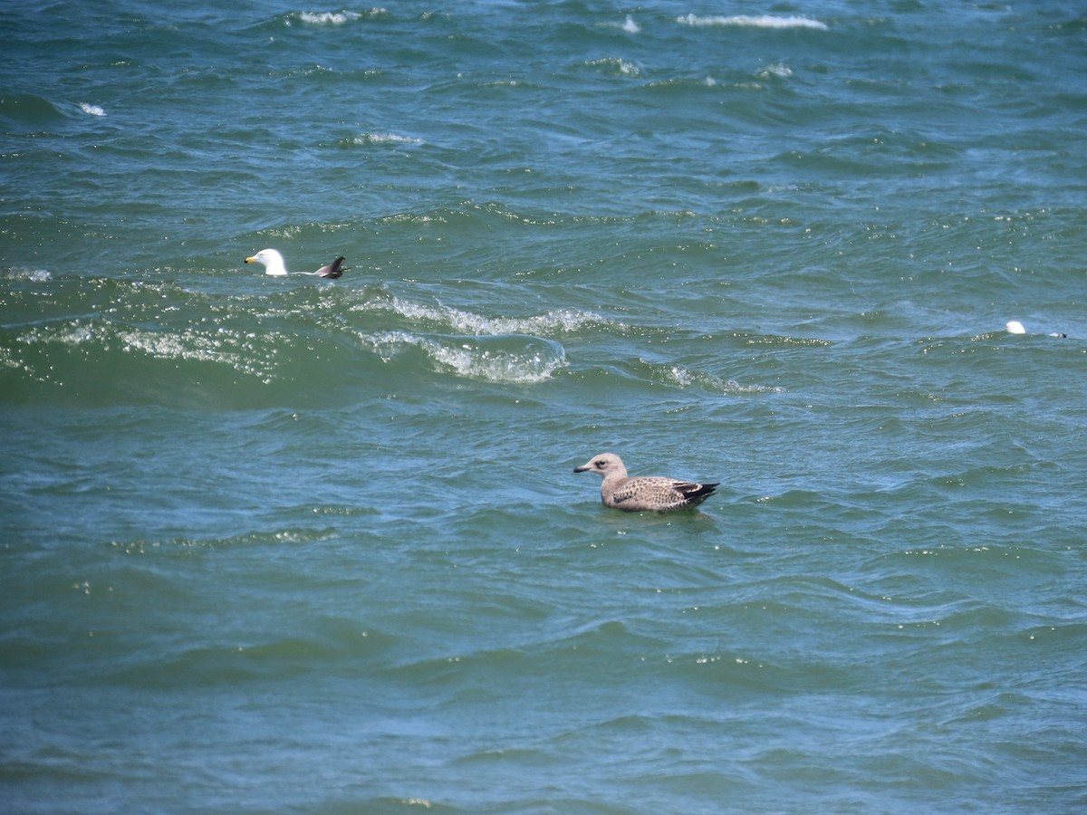 American Herring Gull - ML644523170