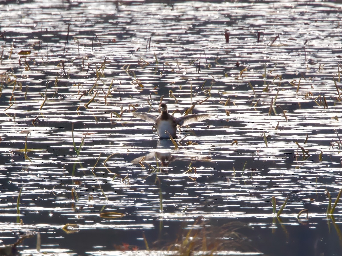 Pied-billed Grebe - ML644523171